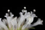 Snow squarestem